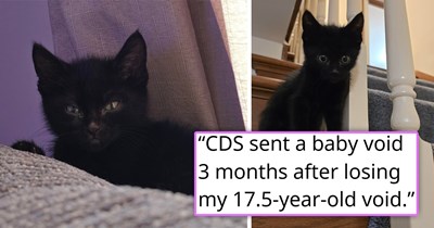 Firefighter finds an abandoned void kitten in a carrier with kitten food outside, but he can't keep it, so he finds it the purrfect forever home with a person who had lost their 17.5-year-old void cat only 3 months prior 