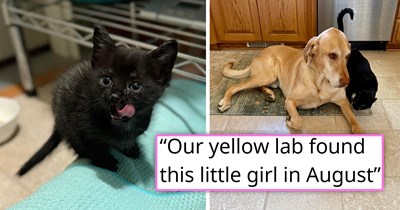 'Tiny survivor': Golden Labrador finds a tiny sick void kitten whose mom and siblings crossed the rainbow bridge, she makes it through treatment and comes out the other side spicy, snuggly and with a new doggo best friend 