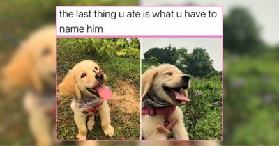 A Purrfect Petting of Delightful Dogs Smiling in the Sun 