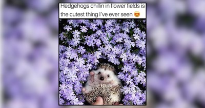 21 Wholesome Animals Giving Us All Kinds of Awe 