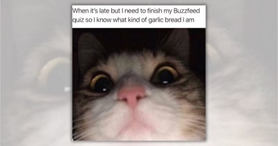 28 Funniest Feline Posts for a Well-Deserved Hilarious Hiatus from Life