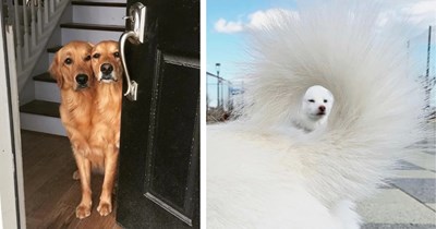 22 Pets That Made Their Humans Do a Double Take in the Cutest Ways Pawssible