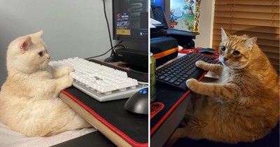 21 Purrductive Pictures of Pawfessional Cats Kicking Off the Work Week