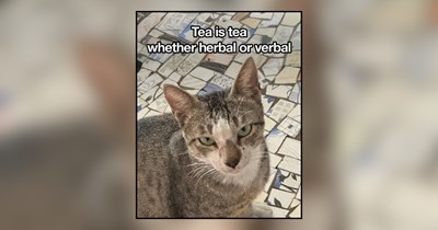 20 Juicy Memes of Cat Gossip Fresh From the Scratching Post