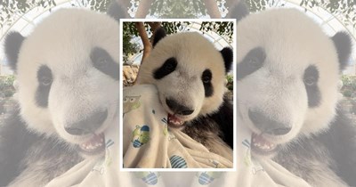 A Fluffy Collection of 23 Pandas Just Stopping By to Say Hi