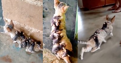 Stray cat named 'Tostada' adopts litter of orphaned baby possums after their mother passed over the rainbow bridge: 'I was truly moved by her kind heart'