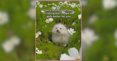 Happy-go-lucky Pets Presenting Peaceful Purrfection