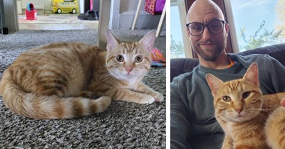 Abandoned orange kitten found in midst of rural highway in pitch darkness by driver coming home from work in the rain, he calls her "Pumpkin" and takes her home