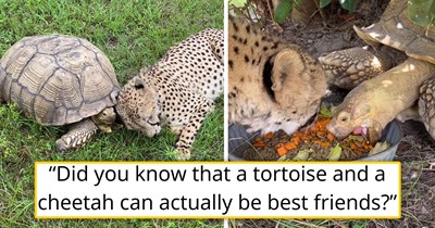 '[They] have a very unique but precious relationship': Lonely cheetah and kind tortoise become best friends in a conservation foundation, cuddling and eating with one another 