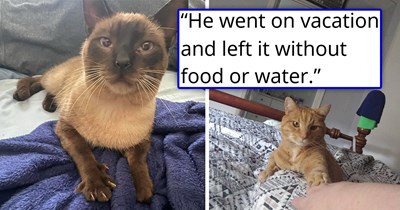 'We stole our neighbor's cat and I don't regret it': Neighbor goes on vacation without leaving his cat any food or water, his neighbors take matters into their own hands and save the cat 