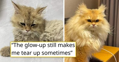 Person adopts the cat who was "too far gone to save", rescuing him from under a dumpster, and 6 months later, his transformation from crumpled tissue to fluffy house king is ameowzing 