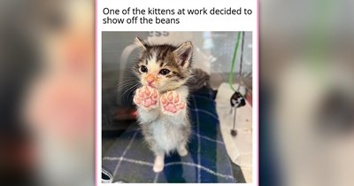 25 Fluffy Feline Funnies Delivering a Soft Meowment of Whiskered Internet Bliss