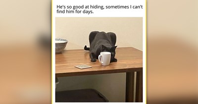 26 Cats Serving Pure Meme Meowtivation Through the Craft of Sofa Snoozing