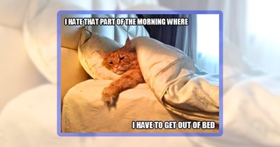A Sleepy Scroll of 21 Cat Memes for Tired Folks With Snuggly Felines