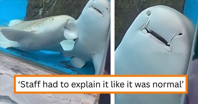 'Oh, to be a shark in love': Aquarium visitors panic after witnessing a leopard shark biting another shark's fin, until staff reveals that it's actually romantic