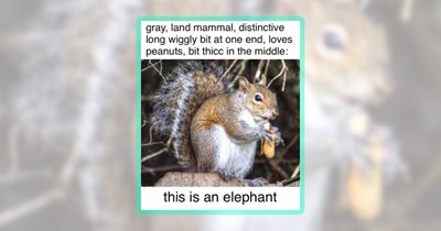 20 Silly Squirrel Memes to Gently Scamper Into Your Day