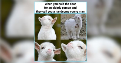 25 Cozy-core Whimsical Animals For Softness and Serenity