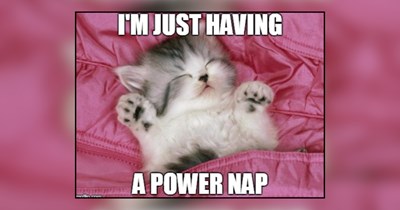 22 Sleepy Memes of Cats Planning Their Day Around the Next Nap