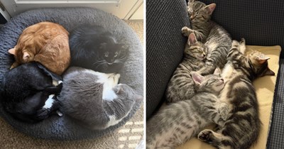 23 Purrecious Pictures of Purrfect Cat Cuddle Puddles to Curl Up With