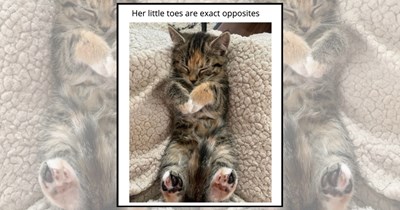 28 Kitty Paws to Give You a Paws and a Big Smile