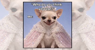 22 Chihuahuas Being More of a Diva Than Paris Hilton