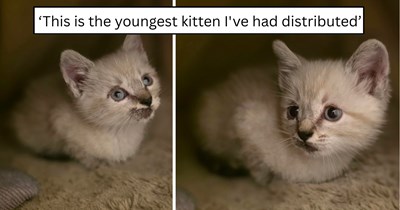 'The CDS has hit me with a kitten': A kitten trapped in a wall gets a dramatic rescue, a full meal, and a purrmanent place in a four-cat home
