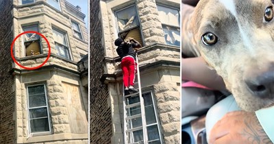 Food truck owner in Chicago spots malnourished dog hanging out of an abandoned apartment window, grabs a ladder and rescues her, now living her best doggo life: ‘What a difference love will do for an animal!’