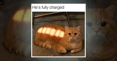 25 Positive Cat Memes to Supurrcharge a Cat Lover's Emeowtional Battery