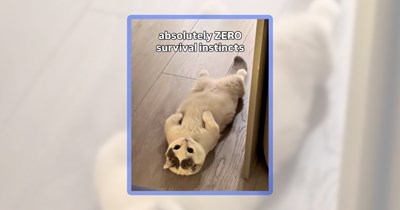Extra Silly Sauce of 26 Cat Memes to Spread Over Your Day