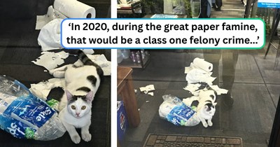 Passersby stop in their tracks after a store cat uses the front window to showcase his midnight mischief to the entire street: ‘Those paper towels didn't stand a chance.'