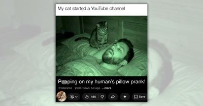 21 Hissterical Funny Feline Posts That Purrfectly Describe a Cat Lover's Life