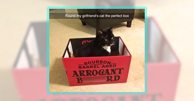 27 Cat Clawmedy Memes for a Sassy Saturday