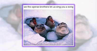25 Seal-iously Silly Sea Chonks Featuring Walruses, Sea Lions & Manatees