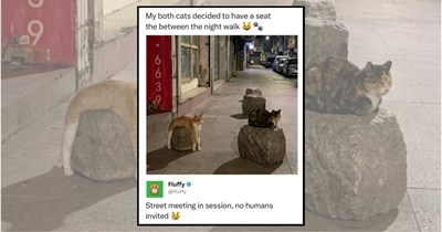 23 Stray Cats Absolutely Owning the Streets