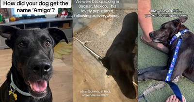 American couple backpacking in Mexico are followed everywhere by a stray dog they name ‘Amigo,’ so they take him home to Philadelphia: ‘Thanks for choosing us, Amigo!’
