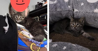 'Neighbor came pounding on my door...': CDS has no manners and plops a fluffy furball on a woman who has no problem saying yes to a free kitty