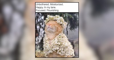 24 Spring Cats for Gentle Sunny Day Scrolling