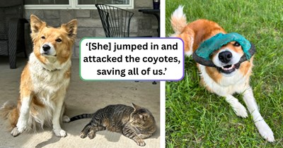 ‘My girl saved our lives today': Routine farm round turns into a life-or-death struggle, as one loyal dog stands her ground against wild coyotes to shield her family from the attack