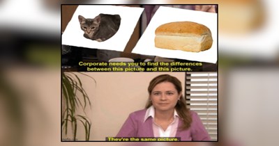 22 Pawsome Memes of Cats Spending the Weekend Purrfecting the Loaf