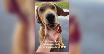 A Curated Collection of Pawdorable Pups Giving Lots of Love