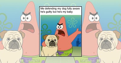 22 Delightfully Chaotic Pawparent Memes for Pet Parents Who Treat Fur Babies Like Royalty