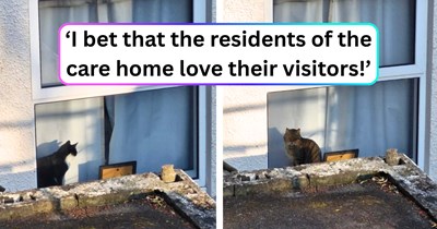 Two cats have successfully expanded their territory to include the local care home, and their owner is delighted about their new career choice: ‘I know [they] make the care home residents happy.’
