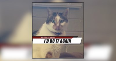 22 Chaotic Memes of Meowschievous Cats With No Regrets
