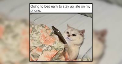 20 Wholesome Weekend Cat For Maximum Meow-ful Rest and Digest 