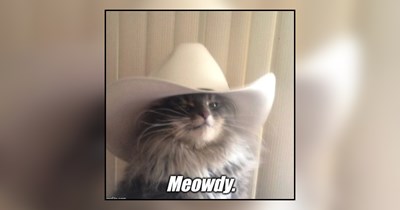 22 Meowdy Memes of Rootin Tootin Cowboy Cats Running the Range