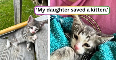 Abandoned kitten is given a second chance after a college student spots her in the middle of a busy road while traffic poses immediate danger: ‘Cars were driving over [her].’