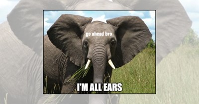 21 Elephant Memes Carrying a Trunk-full of Happiness to Your Day