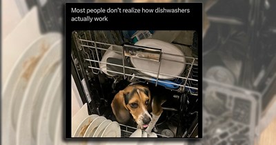A Breakfast Bagel and 23 Dog Memes for Pawrents of Beagles