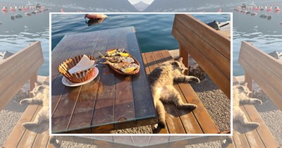 22 Cats Maximizing Their Vit D Intake One Purrfect Sunny Day at a Time