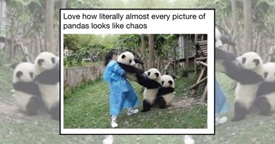 23 Pandas Who Give Zero Bamboos About What You Think